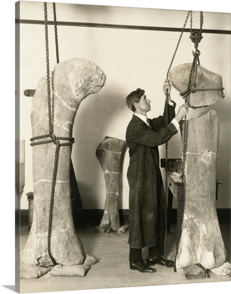 Dr. J. B. Abbott, prepared fossils of dinosaurs' thigh bones for public display at the Field Museum. The specimens were fo...