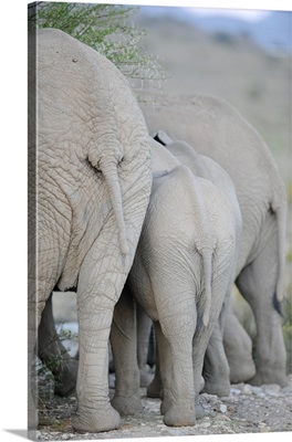 Elephants In Sanbona Wildlife Reserve, Western Cape, Cape town, South Africa