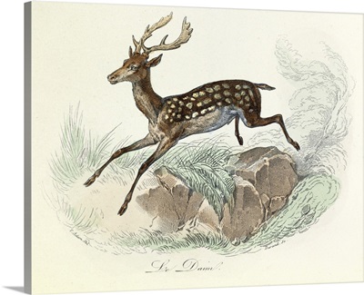 Fallow deer, Domestic Animals, from de Buffon