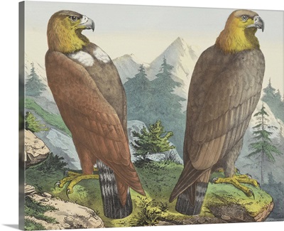 Golden Eagle, by Jos. Scholz, c. 1830-80, Dutch print, lithograph