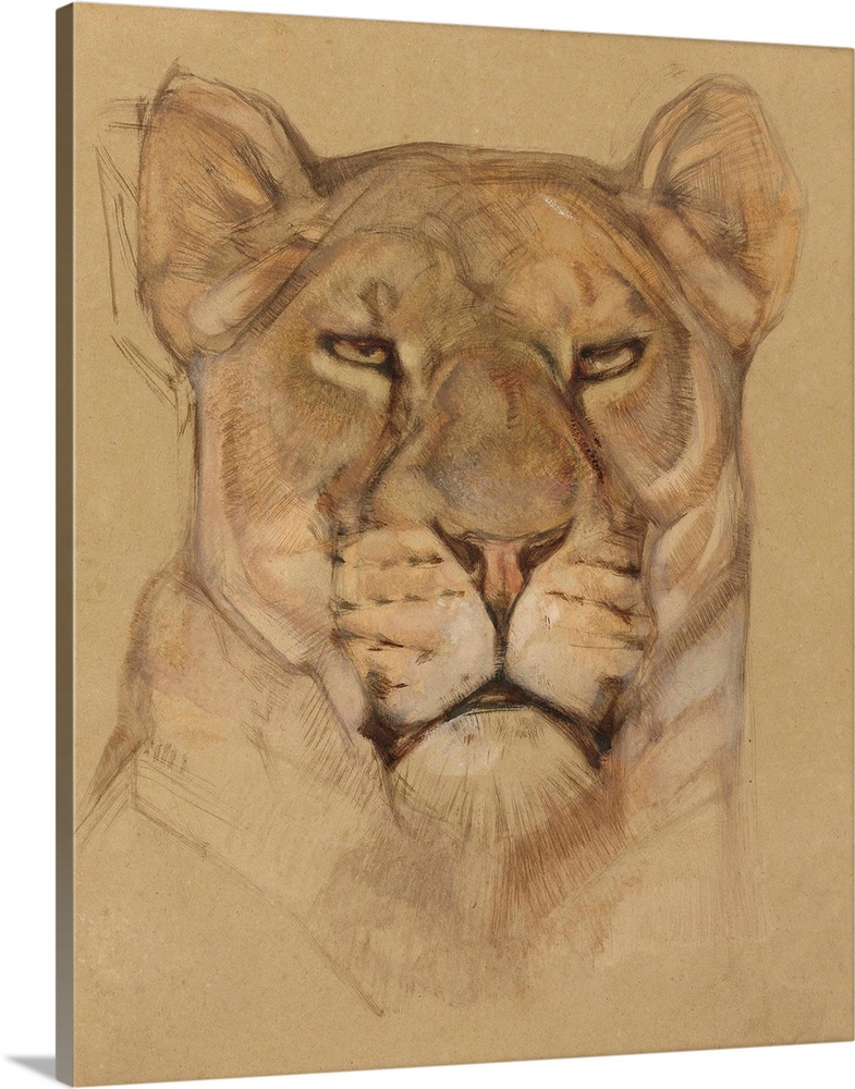Head of Lioness, Bernard Willem Wierink, c. 1900-30, Dutch watercolor painting.