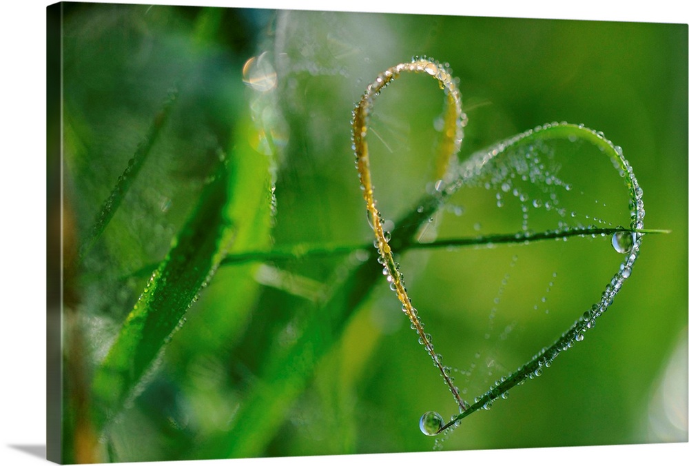 Heart shape naturally in blades of grass with dewdrops