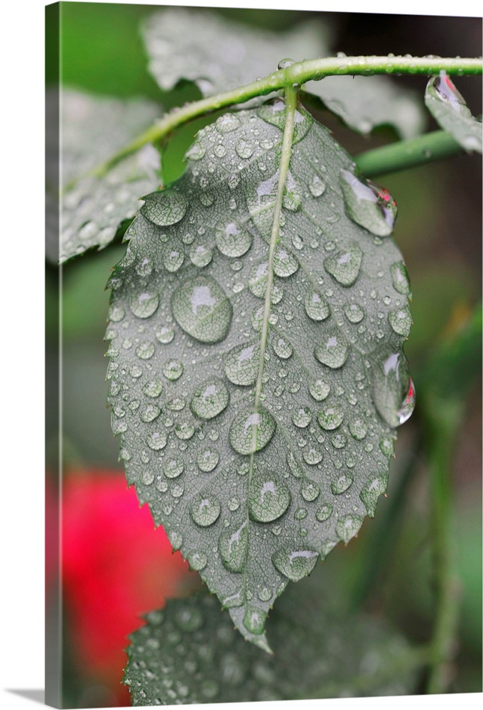Leaf Of Rose With Raindrops