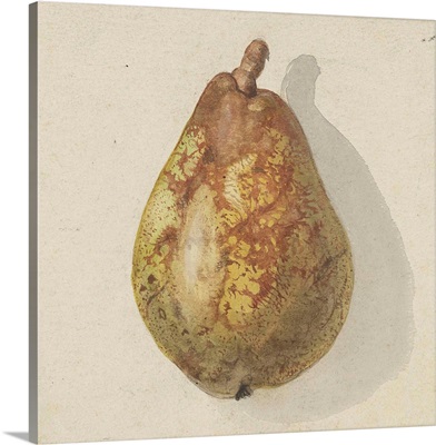 Pear, by Gerardina Jacoba van de Sande Bakhuyzen, c.1850-80