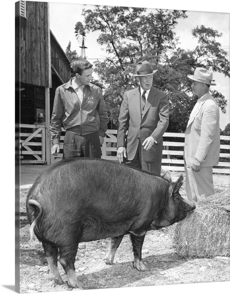 President Eisenhower presented with a Berkshire Gilt pig by a 4-H Club achievement award winner. Gettysburg, PA. June 3, 1...