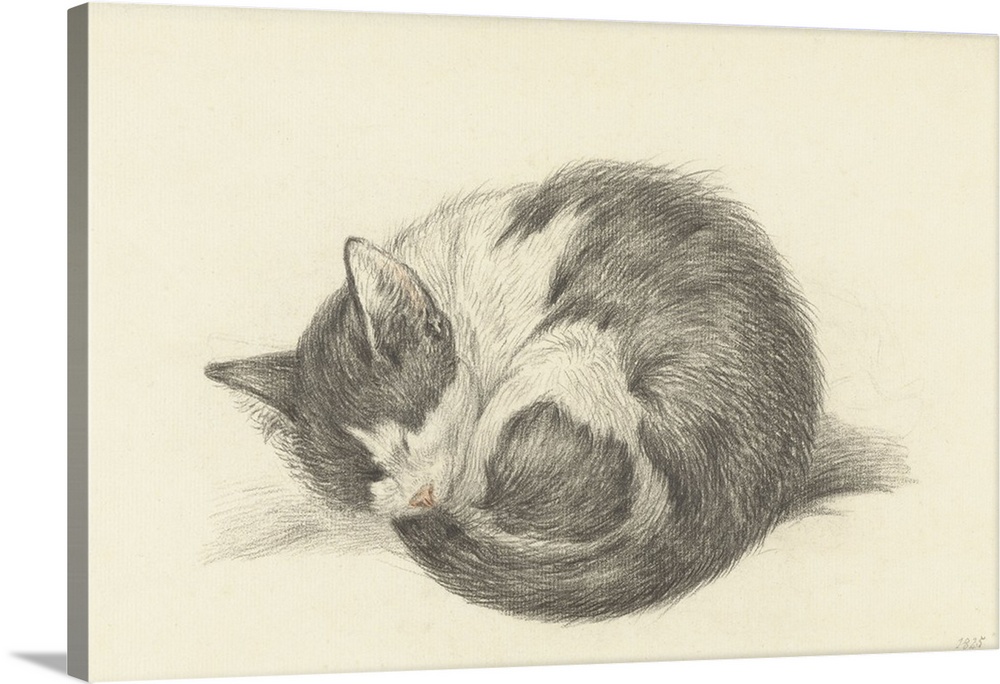 Sleeping Cat Rolled into a Ball, by Jean Bernard, 1825, Dutch chalk drawing.