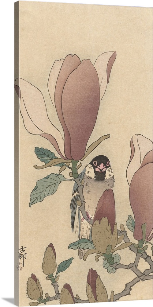 Sparrow on Blooming Magnolia Branch, by Ohara Koson, 1900-30, Japanese print, color woodcut.