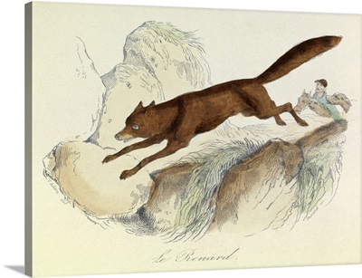 The Fox, Domestic Animals, from de Buffon