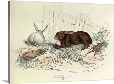 The Rabbit, Domestic Animals, from de Buffon