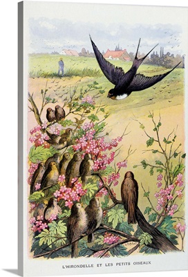 The Swallow and the Little Birds, La Fontaine's Fables, Illus, by Gustave Fraipont