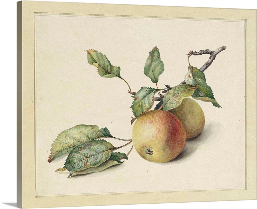 Two Apples on a Branch, by Johannes Reekers, c . 1850-80, Dutch watercolor painting.