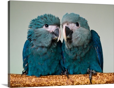 Two Brazilian Spix's Macaws