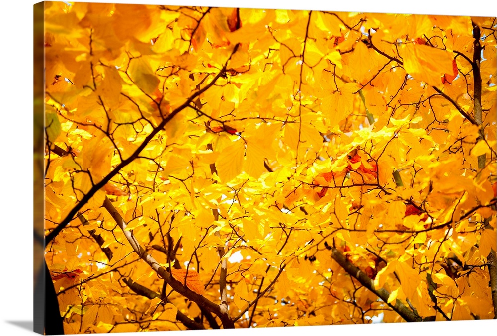 Vibrant yellow autumn leaves on trees