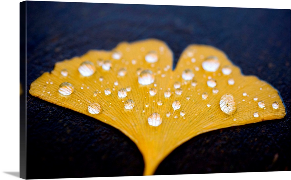 Waterdrops Lying On Yellow Colored Autumn Leaf Of Ginkgo Tree