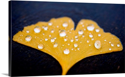 Waterdrops Lying On Yellow Colored Autumn Leaf Of Ginkgo Tree