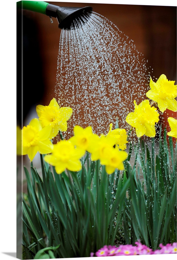 Watering Daffodils With Watering Can