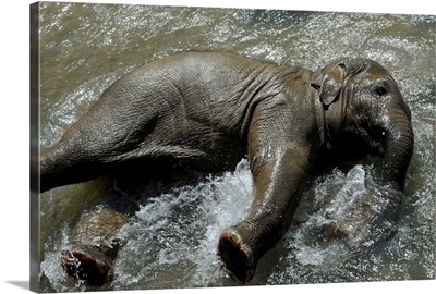 Young Elephant Cools Off In Basin Of Water