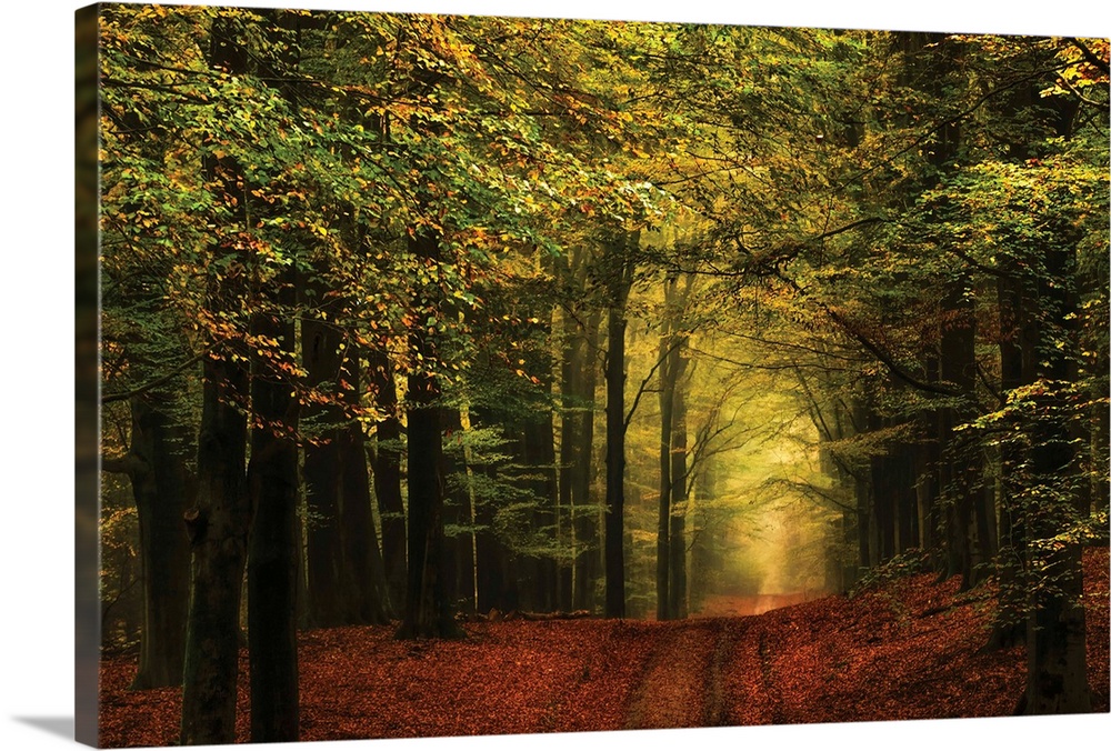 Landscape photograph of a hilly path leading through an Autumn forest at golden hour.
