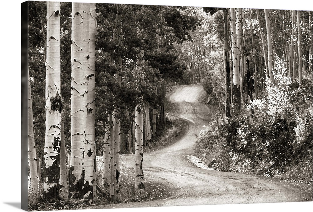 Monochrome photograph of a winding gravel road through an aspen tree filled forest.