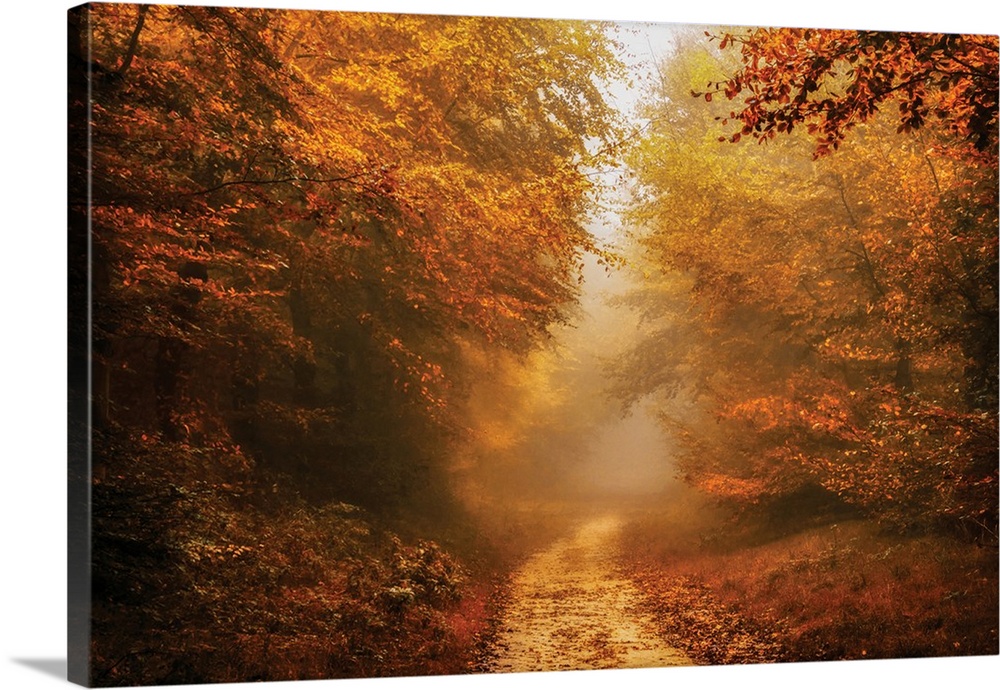 Beautifully lit photograph of a foggy dirt road lined with red and orange Autumn trees and covered with leaves.
