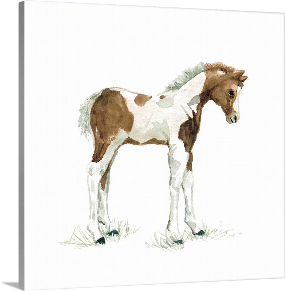 Cute illustration of a small brown and white foal.