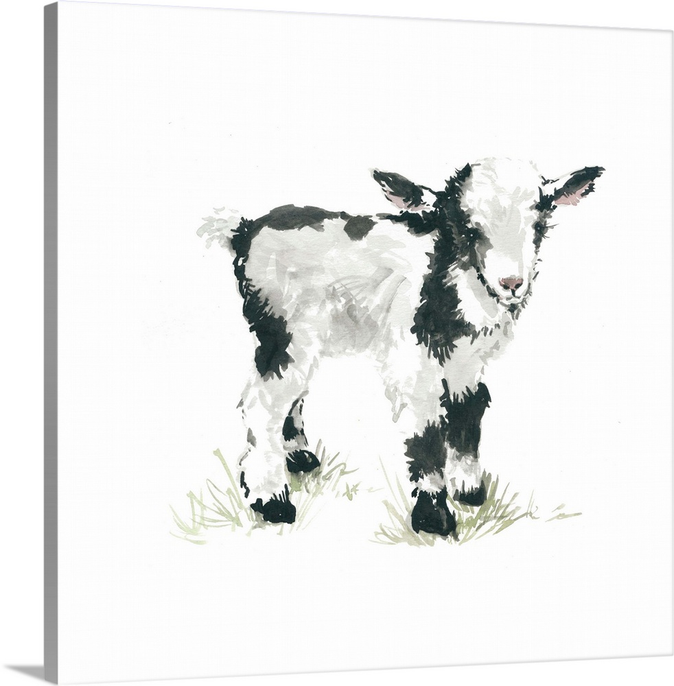 Cute illustration of a small black and white goat.