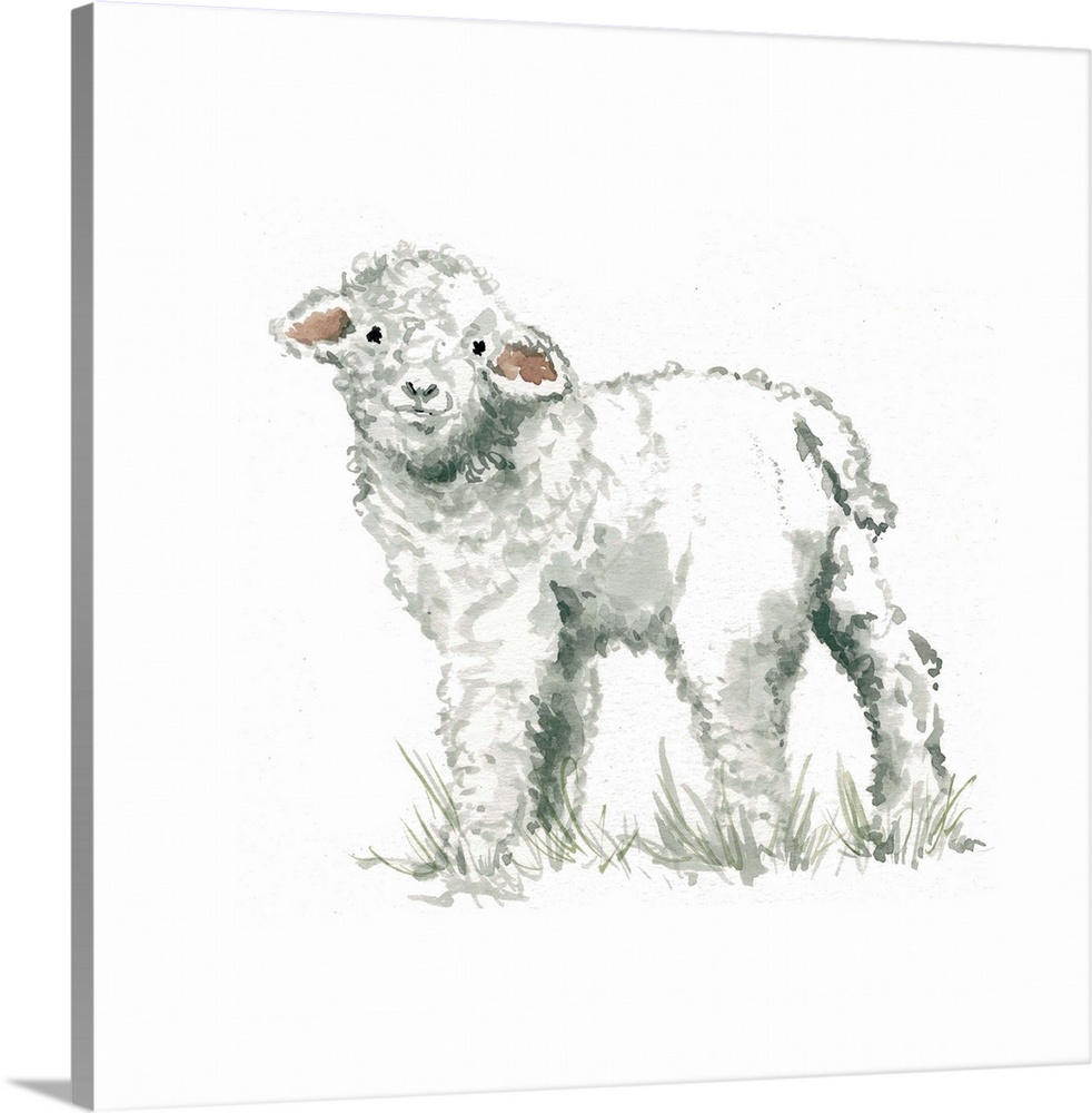 Cute illustration of a small woolly lamb.