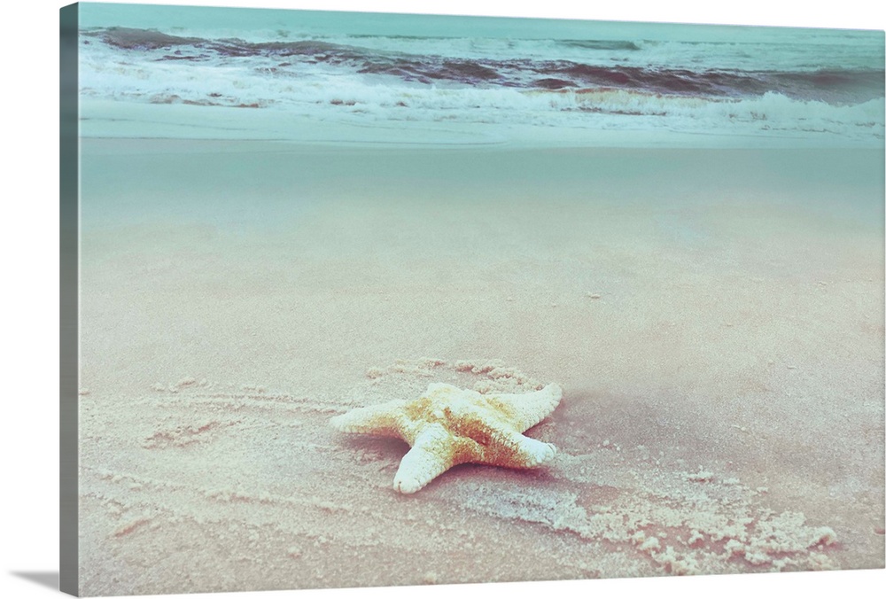 A photo of a single starfish settled on a sandy beach with a gradated blue overlay over rolling waves in the background.