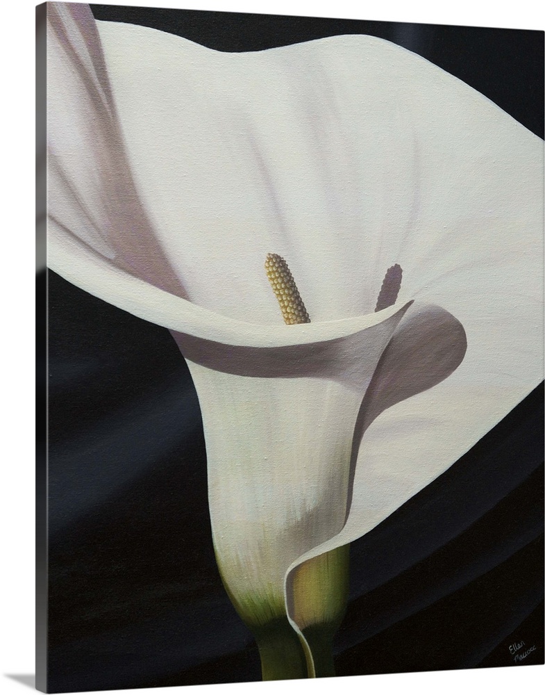 Contemporary painting of a close-up of a calla lily against a black background.
