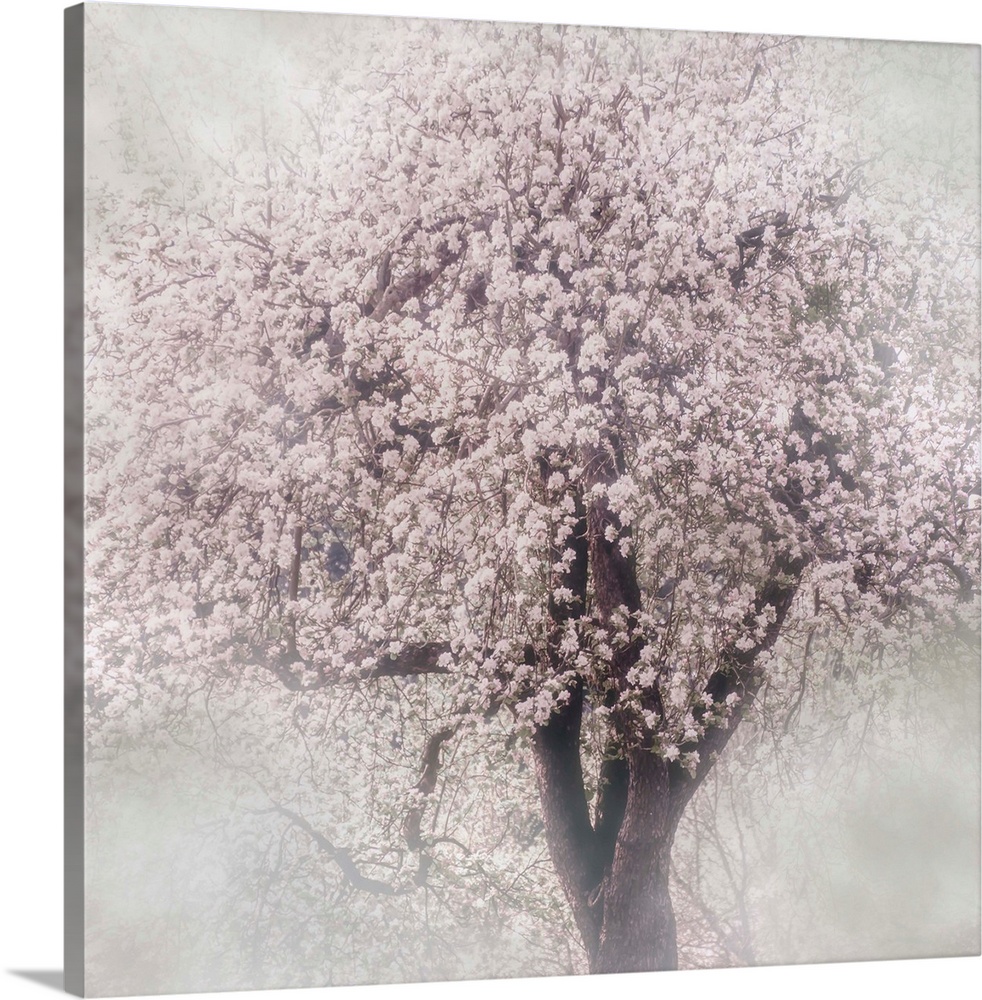 Photograph of a blooming cherry tree with a soft focus vignette on the edges.