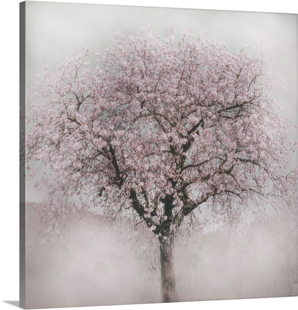 Photograph of a blooming cherry tree with a soft focus vignette on the edges