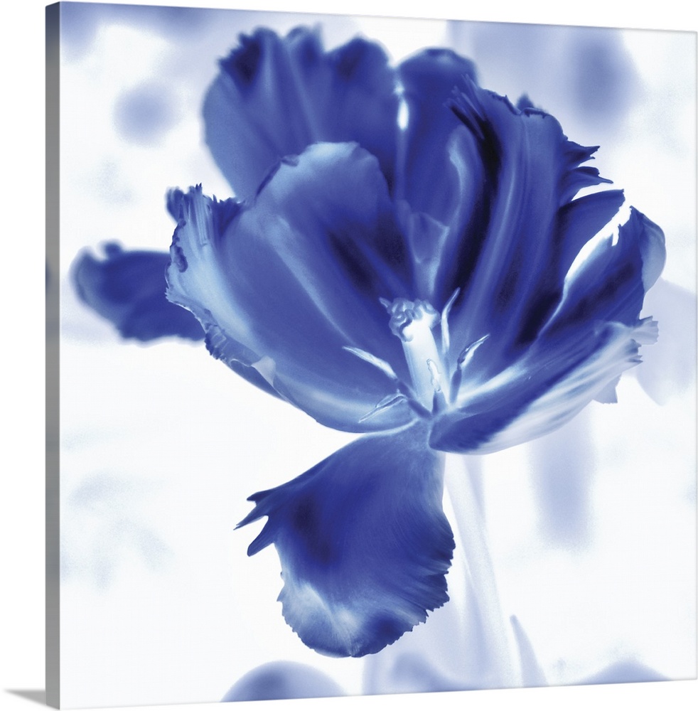 Square watercolor painting of a tulip in indigo and white.
