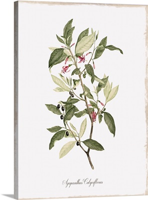 Botanical Agapanthus