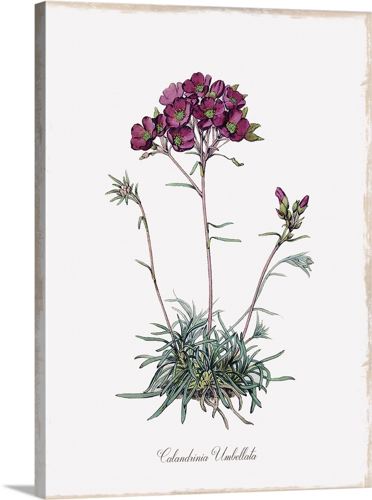 Botanical illustration of Calandrinia Umbellata.