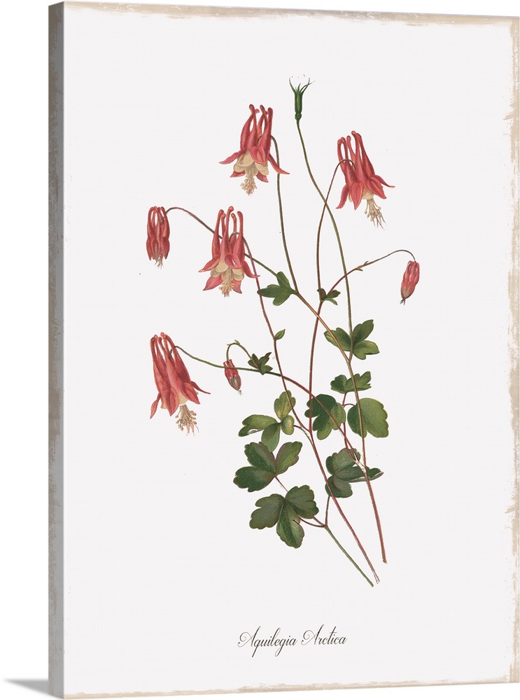 Botanical illustration of Aquilegia Arctica.