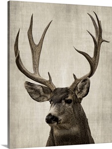 Colorado Buck image thumbnail