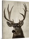 image thumbnail of Colorado Buck