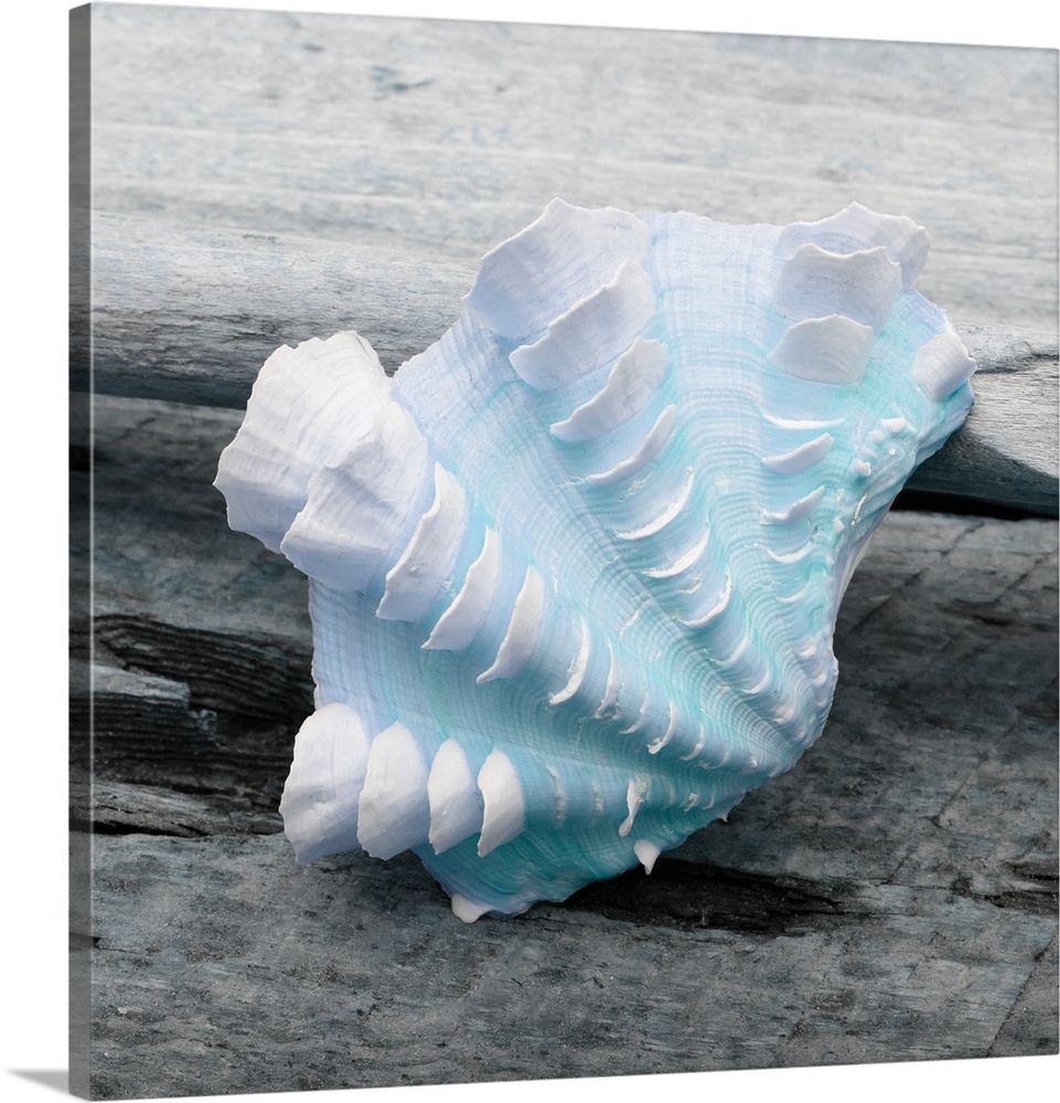 Cool toned photograph with blue highlights of a seashell close-up on a piece of driftwood.