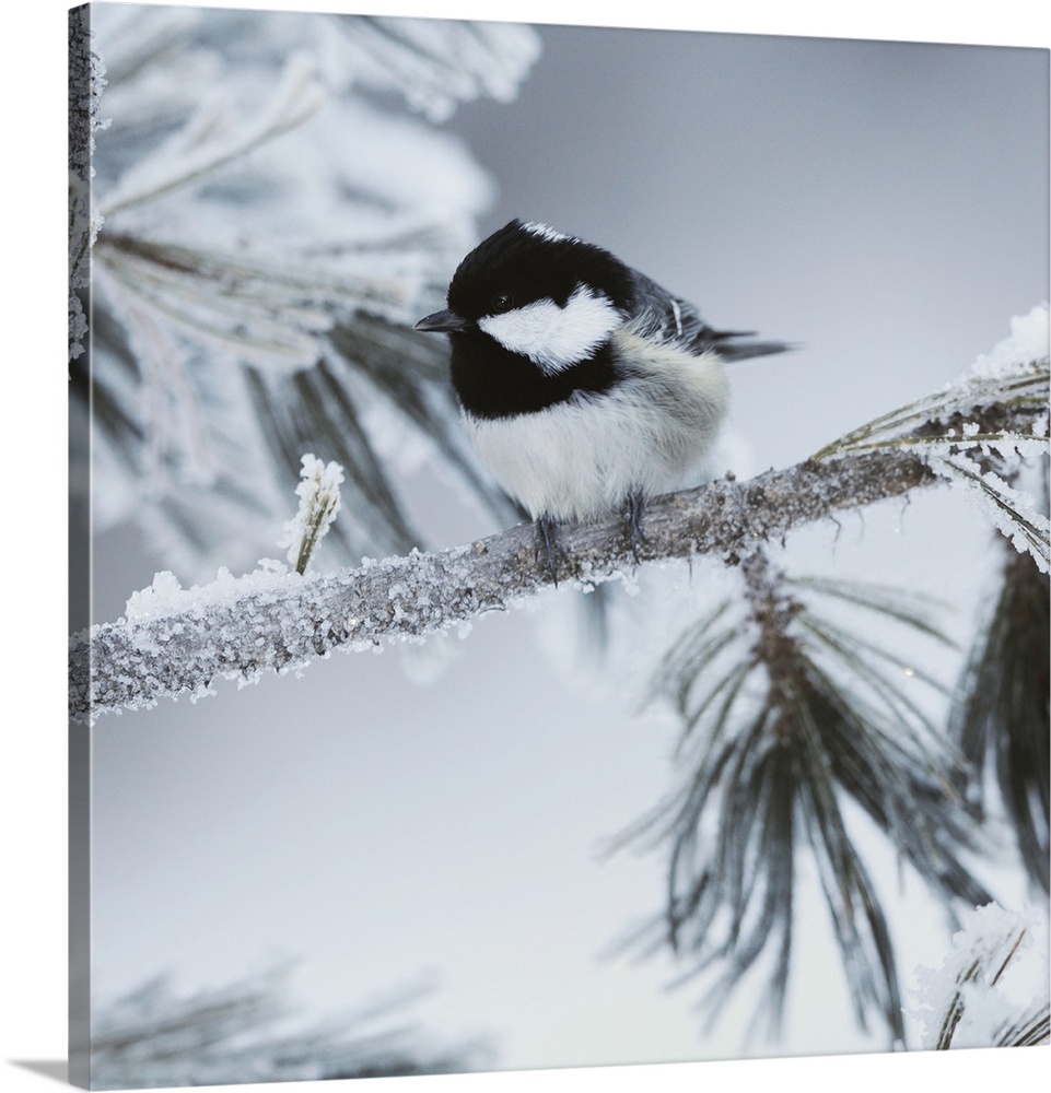A square photograph of a black and white bird perched on a tree limb covered with snow.