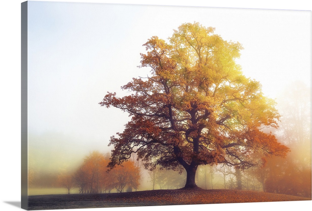 Landscape photograph of a warm Autumn tree with a foggy background.