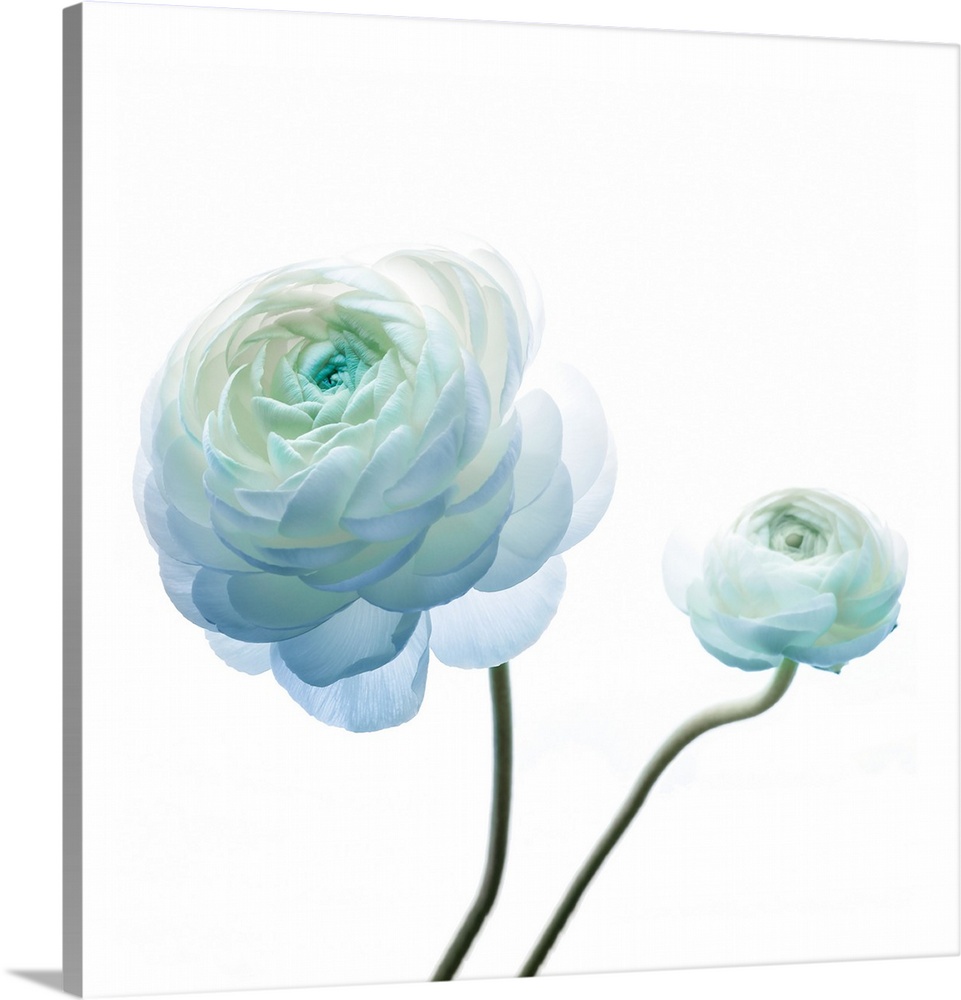 Square photograph of a Persian Buttercup with blue highlights.