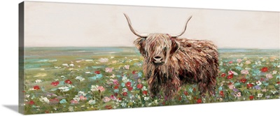 Highland Cow