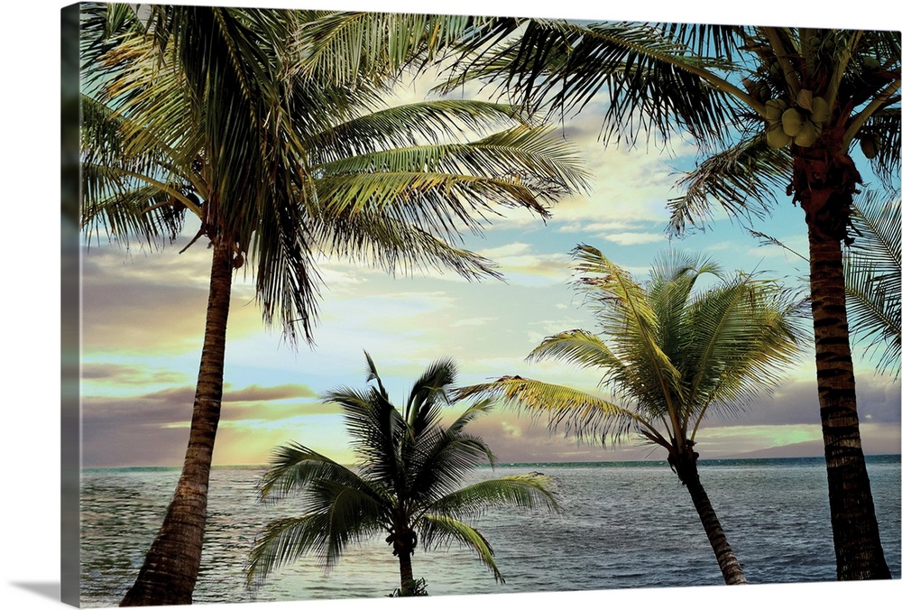 Serene photo of palm trees living on a beach in Honduras while the sun is setting.