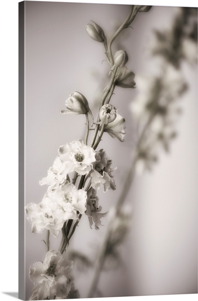 Fine art photograph of a vine of white flowers and buds with a shallow depth of field.