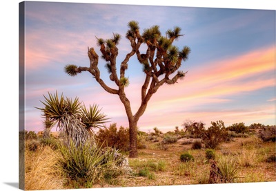 Joshua Tree Sunrise