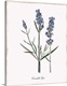 image thumbnail of Botanical illustration of lavender.