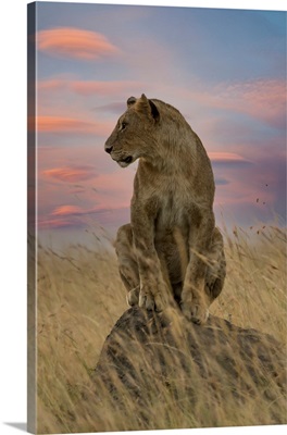 Lioness