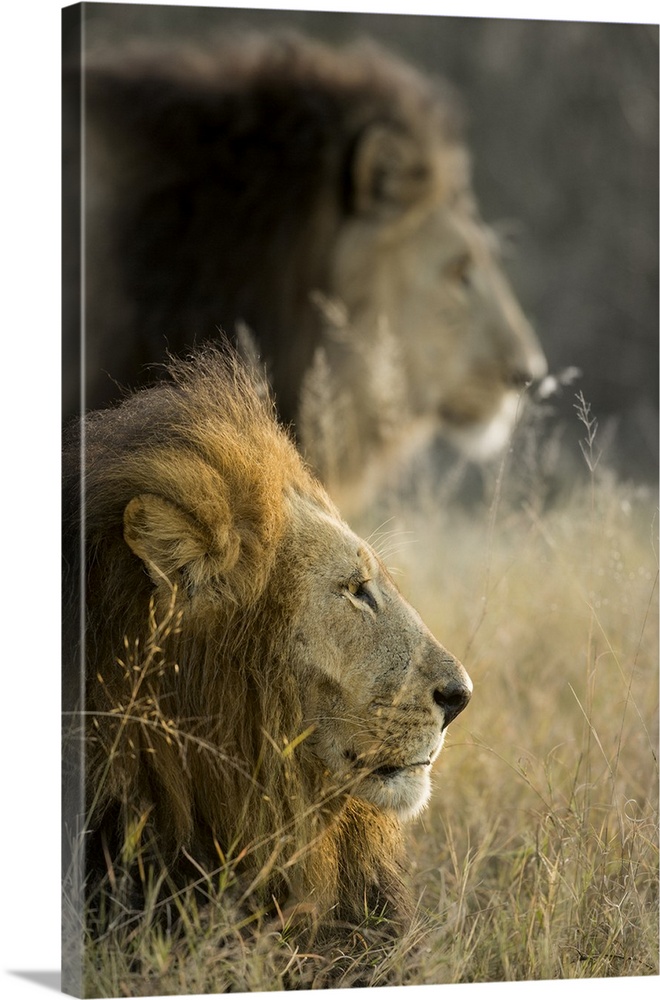 Africa, Botswana, Moremi Game Reserve, Adult Male Lions (Panthera Leo) in morning sun in Okavango Delta.