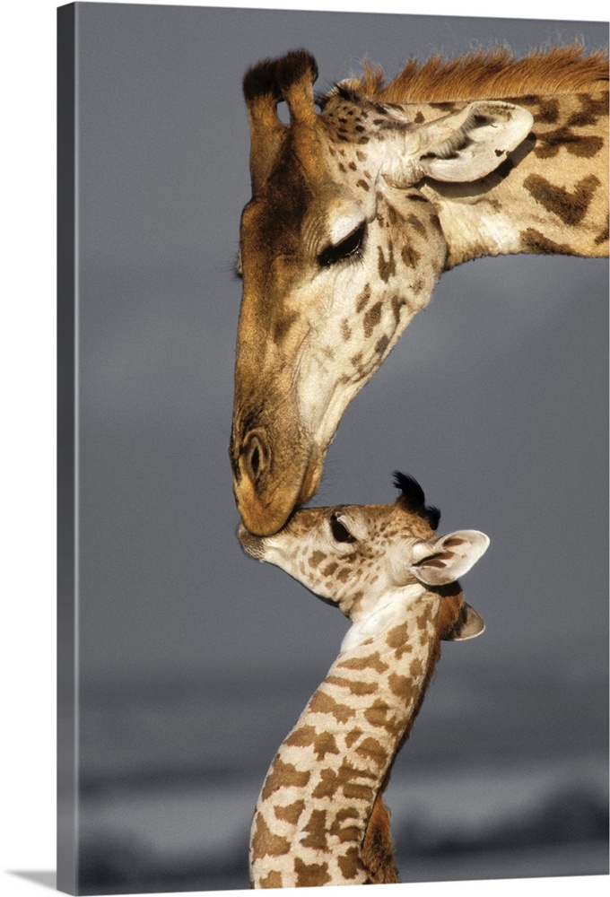 Photograph of a mother giraffe kissing her baby with a black and white background.