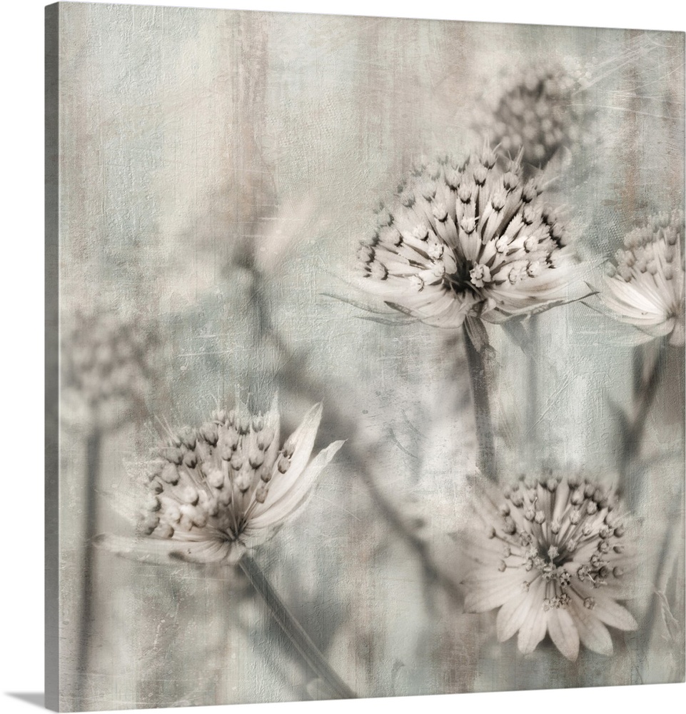Contemporary square art of close-up flowers with a shallow depth of field in neutral tones.